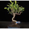 Ficus Tiger Bark 10842548