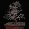 Zelkova Nire 10842466