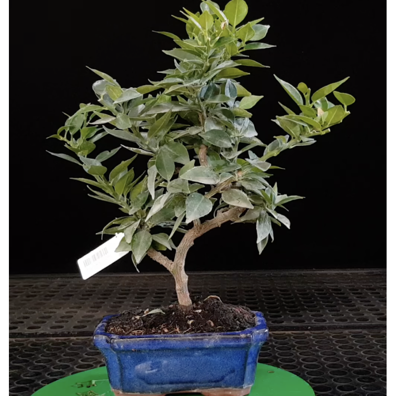 Citrus myrtifolia 688345