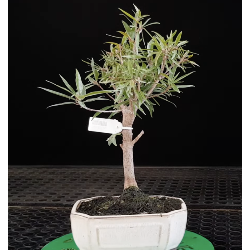 Ficus neriifolia 690292