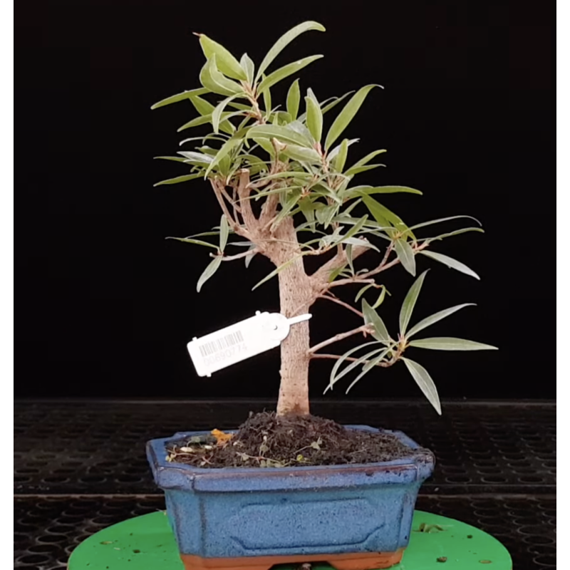 Ficus neriifolia 7 años 690774