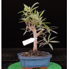 Ficus neriifolia 7 años 690774