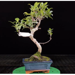 Ficus microcarpa tigerbark...