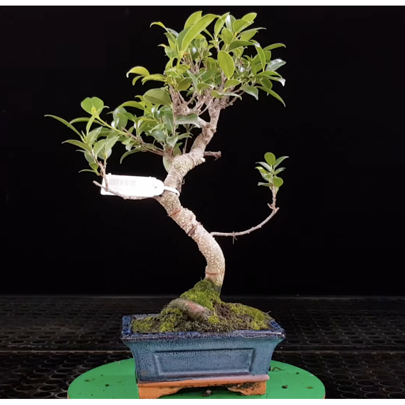 Ficus microcarpa tigerbark 6 años 690773