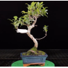 Ficus microcarpa tigerbark 6 años 690773