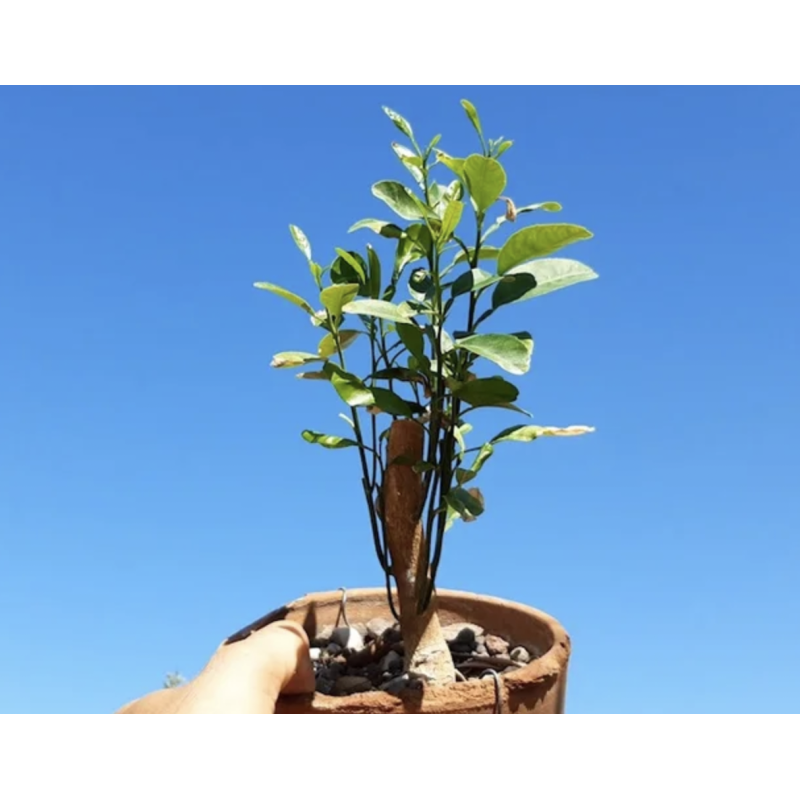 Naranjo para bonsai