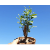 Naranjo para bonsai