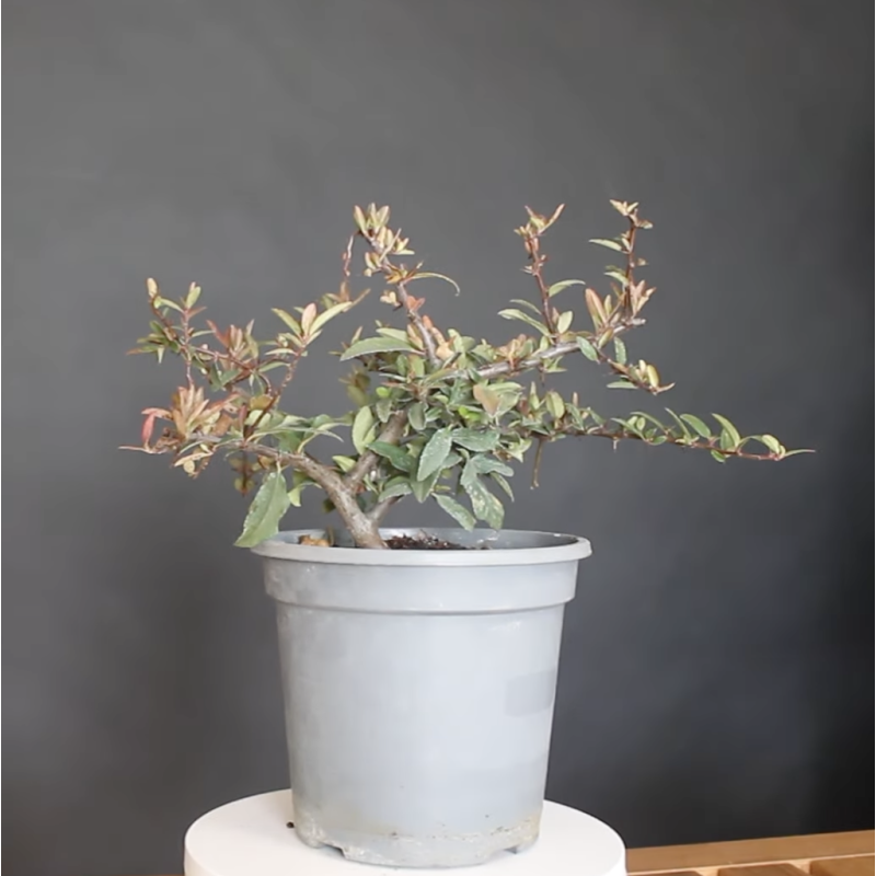 Pyracantha prebonsai