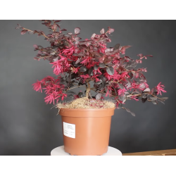 Loropetalum