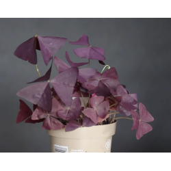 Oxalis purpurea