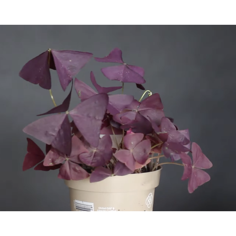 Oxalis purpurea