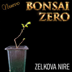 NUEVO Kit Bonsai Zero Zelkova Nire