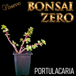 NUEVO Kit Bonsai Zero...