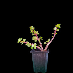 NUEVO Kit Bonsai Zero Portulacaria Afra