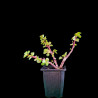 NUEVO Kit Bonsai Zero Portulacaria Afra