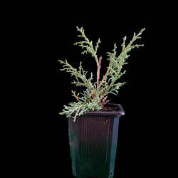 Juniperus mint julep