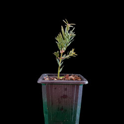 NUEVO Kit Bonsai Zero Tejo