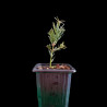 NUEVO Kit Bonsai Zero Tejo