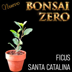 NUEVO Kit Bonsai Zero Ficus...