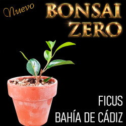 NUEVO Kit Bonsai Zero Ficus...