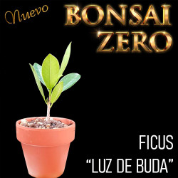 NUEVO Kit Bonsai Zero Ficus...