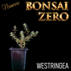 NUEVO Kit Bonsai Zero...