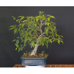 Celtis Australis 688232