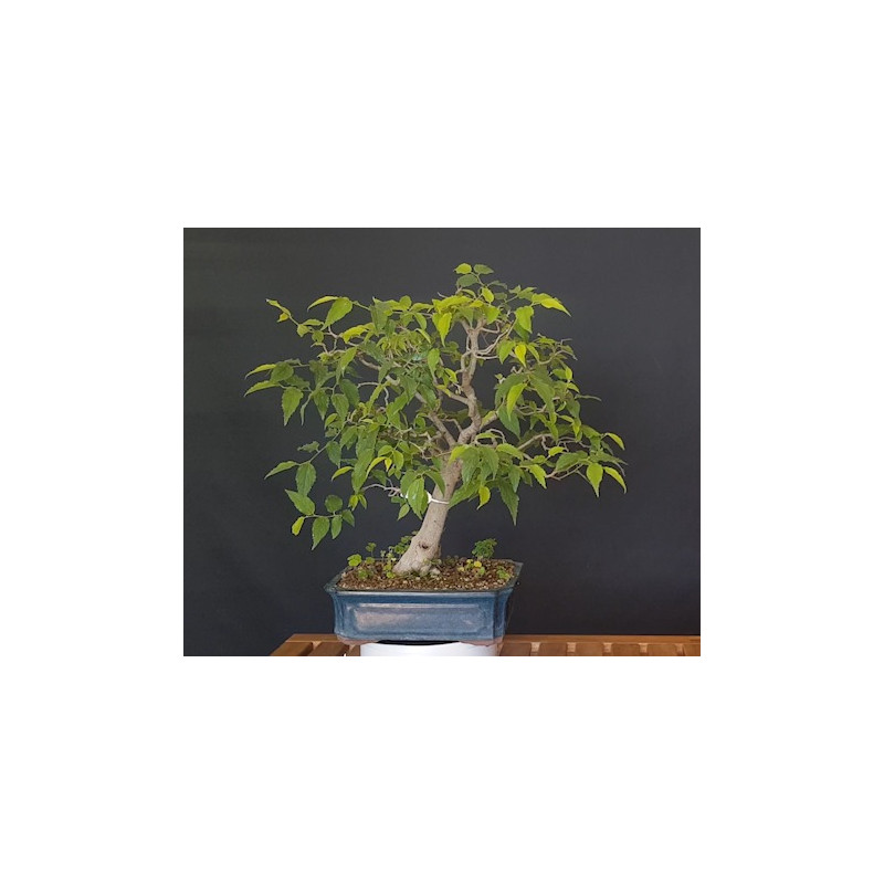 Celtis Australis 688232