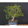 Celtis Australis 688232