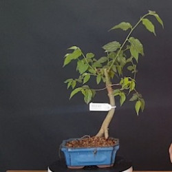 Celtis 690210