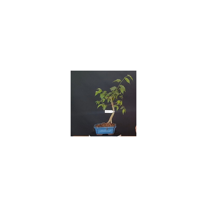 Celtis 690210