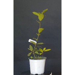 Laurel 688257