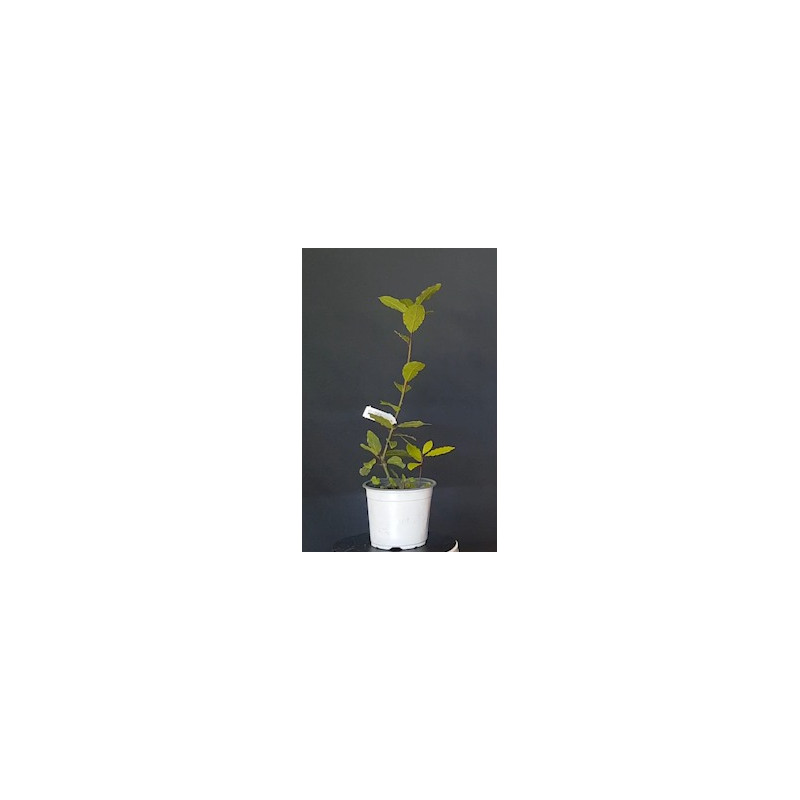 Laurel 688257