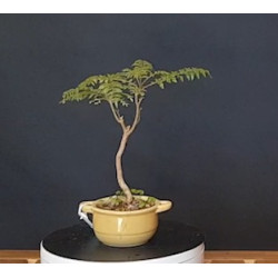 Jacaranda 688229