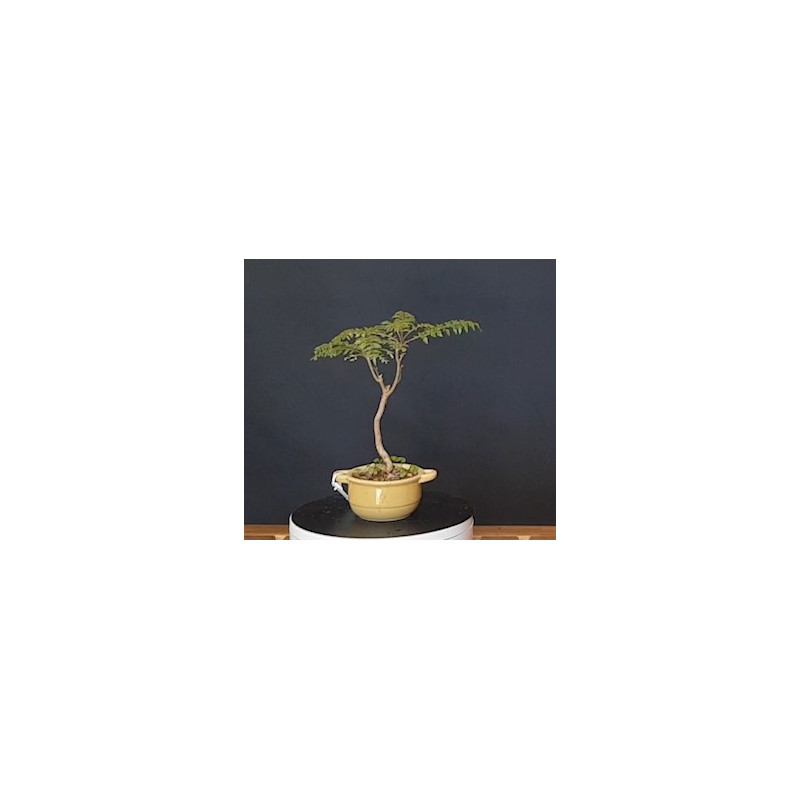 Jacaranda 688229