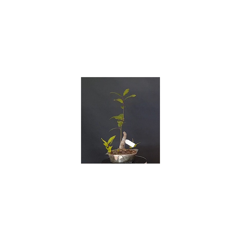 Laurel 688256