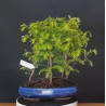 Bosque Metasequoia 8 años 688270