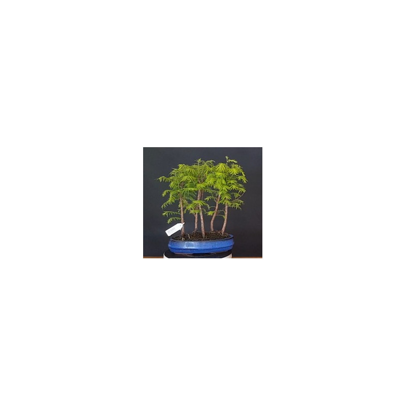Bosque Metasequoia 8 años 688266