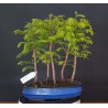 Bosque Metasequoia 8 años 688266
