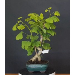 Ginkgo Biloba 7 años 688269