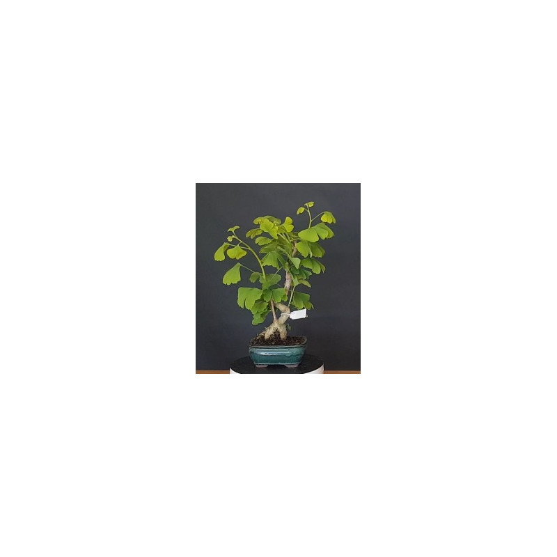 Ginkgo Biloba 7 años 688269