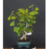 Ginkgo Biloba 7 años 688269
