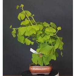 Ginkgo Biloba 7 años 688268