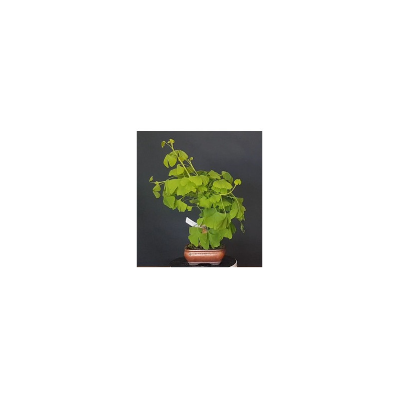 Ginkgo Biloba 7 años 688268