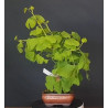 Ginkgo Biloba 7 años 688268