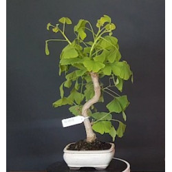 Ginkgo Biloba 7 años 688225