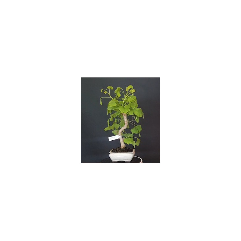 Ginkgo Biloba 7 años 688225