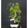 Ginkgo Biloba 7 años 688225