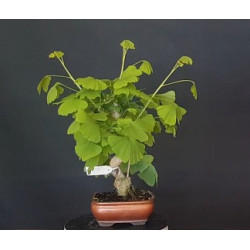 Ginkgo Biloba 7 años 688267