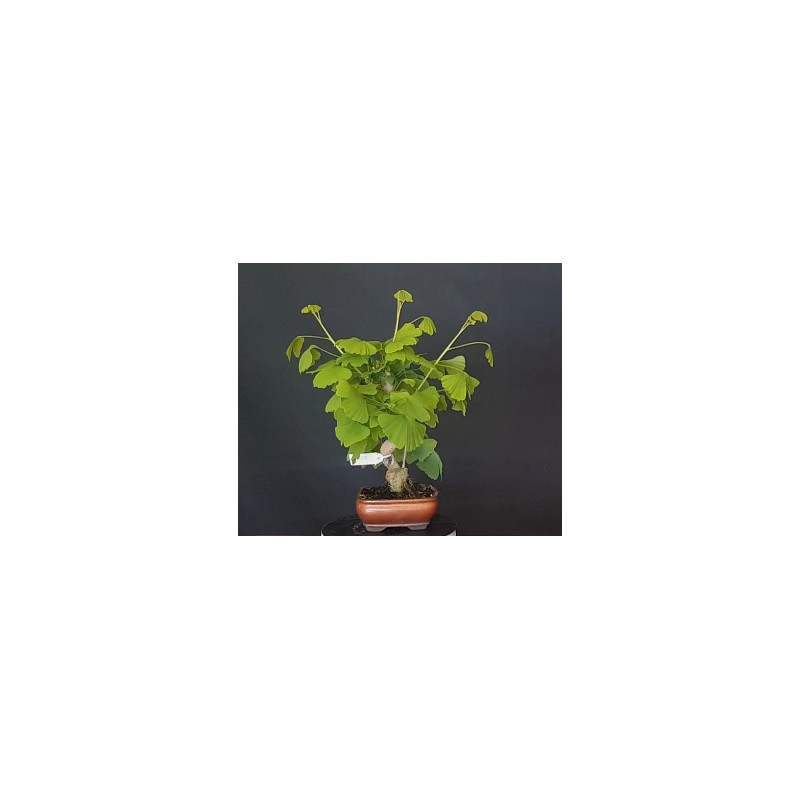 Ginkgo Biloba 7 años 688267